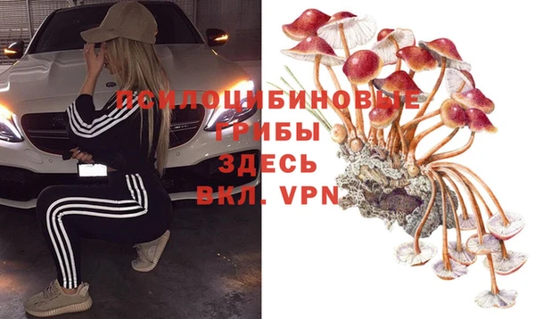 трава Белокуриха